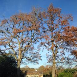 Arbres en cours d'élagage