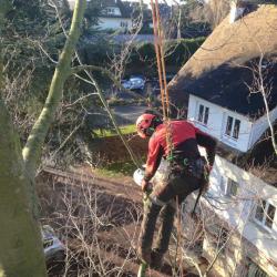 En haut des arbres 1