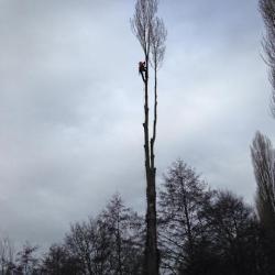 En haut des arbres 2